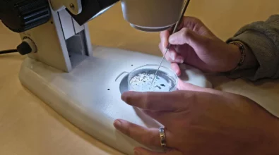 Zdjęcie przedstawia zbliżenie na szklany pojemnik umieszczony na podstawie mikroskopu. Mikroskop jest w kolorze szarym. Szklany pojemnik jest oświetlany i przytrzymywany przez dłonie jakiejś osoby, prawdopodobnie kobiety. Na serdecznym palcu lewej dłoni jest pierścionek. Na prawym nadgarstku są bransoletki z koralików. Prawa dłoń trzyma metalowy przyrząd, który zbliża do szklanego pojemnika. W pojemniku znajdują się drobne elementy ciemne i jasne o różnych kształtach. Mikroskop stoi na jasnym podłożu, prawdopodobnie stole. Zdjęcie zrobiono w Centrum Nauki Kopernik. Zdjęcie własnością MBP.