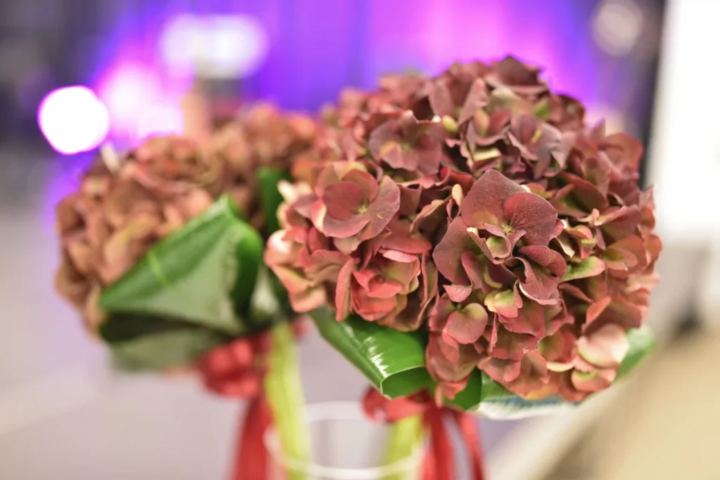 Na stole ustawione są dekoracyjne kompozycje z hortensji w odcieniach czerwieni i brązu. Kwiaty ułożone są w niewielkich bukietach ozdobionych zielonymi liśćmi i czerwonymi wstążkami, stanowiąc elegancki element dekoracyjny przygotowany na wydarzenie organizowane w Mediatece.