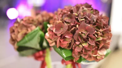 Na stole ustawione są dekoracyjne kompozycje z hortensji w odcieniach czerwieni i brązu. Kwiaty ułożone są w niewielkich bukietach ozdobionych zielonymi liśćmi i czerwonymi wstążkami, stanowiąc elegancki element dekoracyjny przygotowany na wydarzenie organizowane w Mediatece.