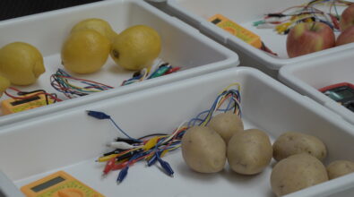 Stanowiska przygotowane do warsztatów edukacyjnych dotyczących wytwarzania energii elektrycznej z wykorzystaniem produktów codziennego użytku. W plastikowych pojemnikach znajdują się cytryny, jabłka oraz ziemniaki, do których podłączane są kolorowe przewody zakończone krokodylkami. Obok owoców i warzyw leżą mierniki napięcia oraz elementy niezbędne do budowy prostych obwodów elektrycznych.