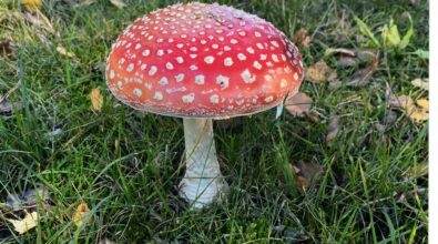 Muchomor z czerwonym kapeluszem w białe kropki i białą nogą rosnący w zielonej trawie. Wśród trawy leżą pojedyncze, suche liście. W tle widoczny jest rozmyty zarys zabudowań.