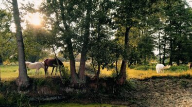 Trzy konie pasące się na łące wśród drzew. Po lewej słońce przebija przez korony drzew, dwa konie stoją w cieniu, a po prawej biały koń pasie się na nasłonecznionej trawie. Na pierwszym planie niewielki zbiornik wodny z zieloną roślinnością i błotnistym brzegiem.