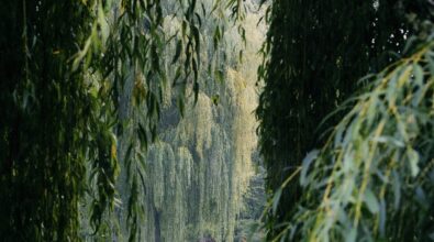 Widok przez zwisające gałęzie wierzby na spokojny staw i rosnącą po drugiej stronie wierzbę.