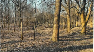 Widok na wnętrze lasu. Drzewa pozbawione liści. Pnie drzew oświetlone są żółtym światłem słonecznym, rzucając cienie na ziemię pokrytą suchymi liśćmi. Przez środek przebiega suchy rów.