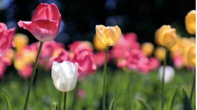 Zbliżenie na trzy tulipany w kolorach czerwonym, białym i żółtym. W tle widoczna jest duża liczba rozmytych tulipanów z zielonymi łodygami oraz ciemne tło.